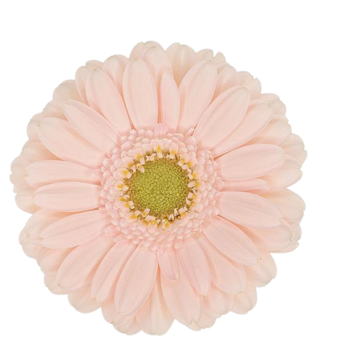 9 Gerbera MI Alix Noor