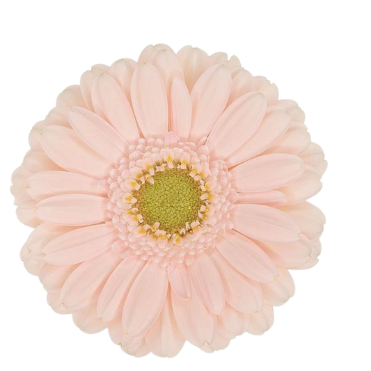 9 Gerbera MI Alix Noor