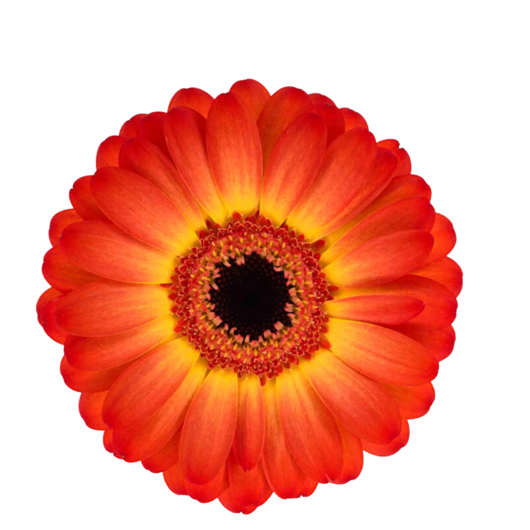 9 Gerbera MI Flamazing