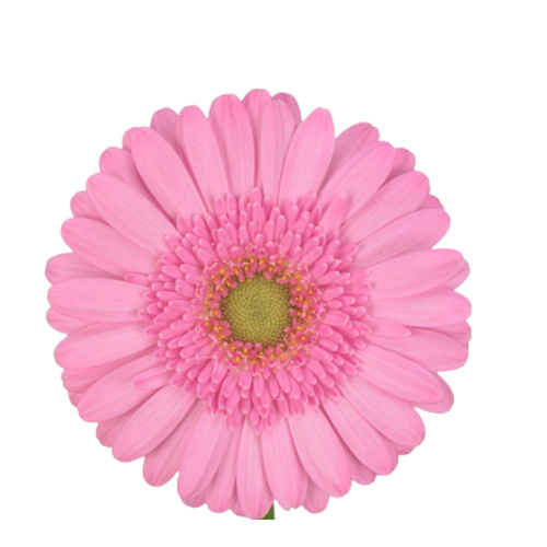 9 Gerbera MI Kristey