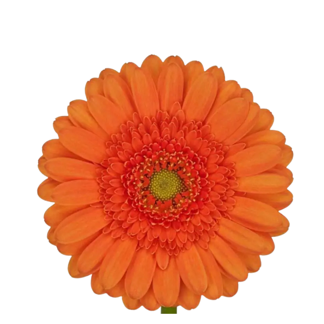 9 Gerbera MI Cuby
