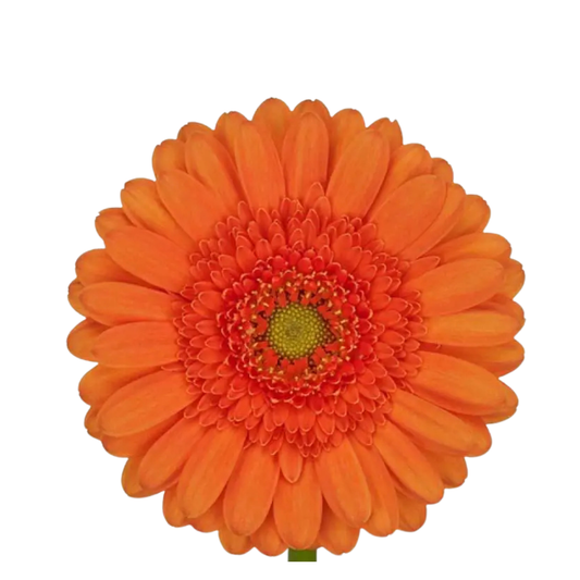 9 Gerbera MI Cuby