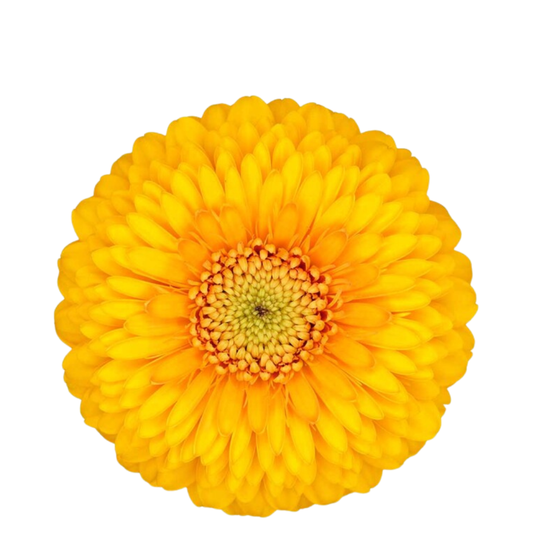 9 Gerbera MB Pom Honeydew