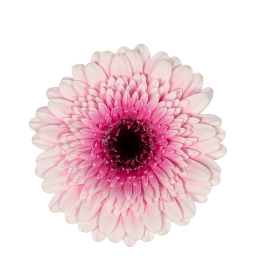 9 Gerbera MI Herrera