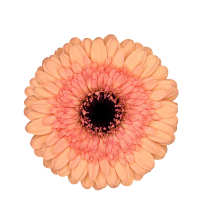 9 Gerbera MI Oreo