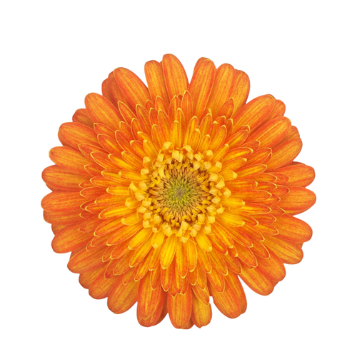 9 Gerbera MI Gizela