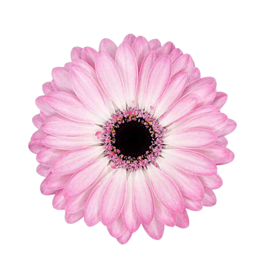 9 Gerbera MI Lollipop