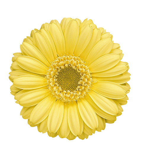 9 Gerbera MI Lemon Ice