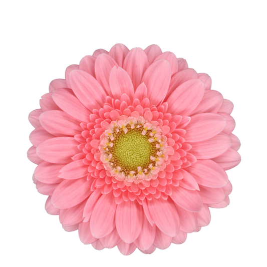 9 Gerbera MI Juna