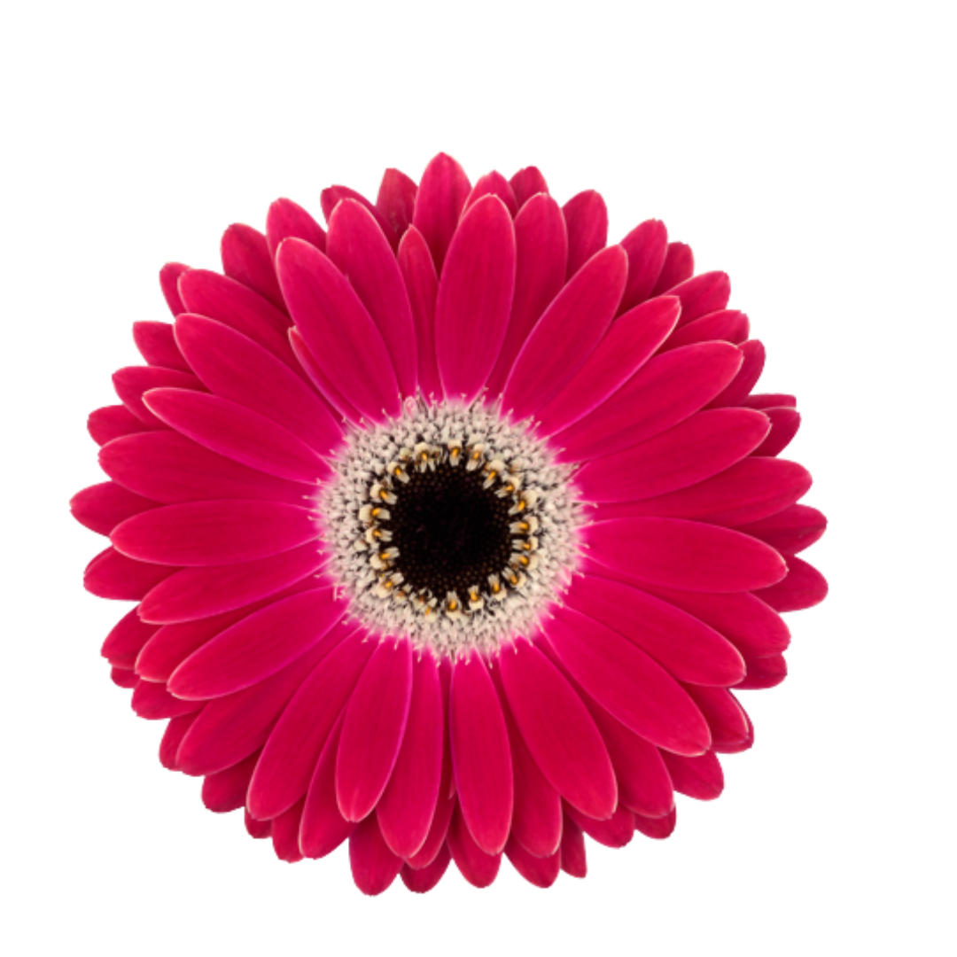 9 Gerbera MI Dante