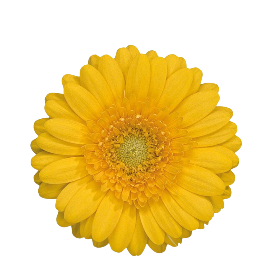 9 Gerbera MI Banana