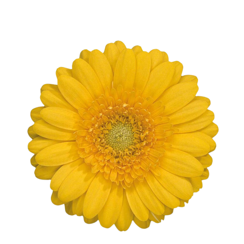 9 Gerbera MI Banana