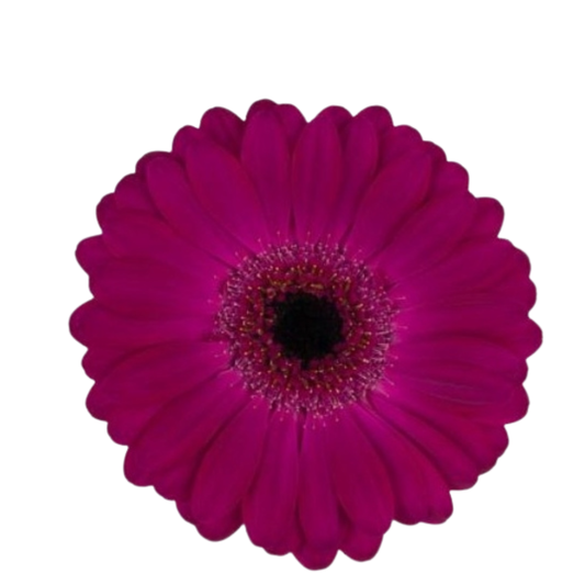 9 Gerbera MI Neon