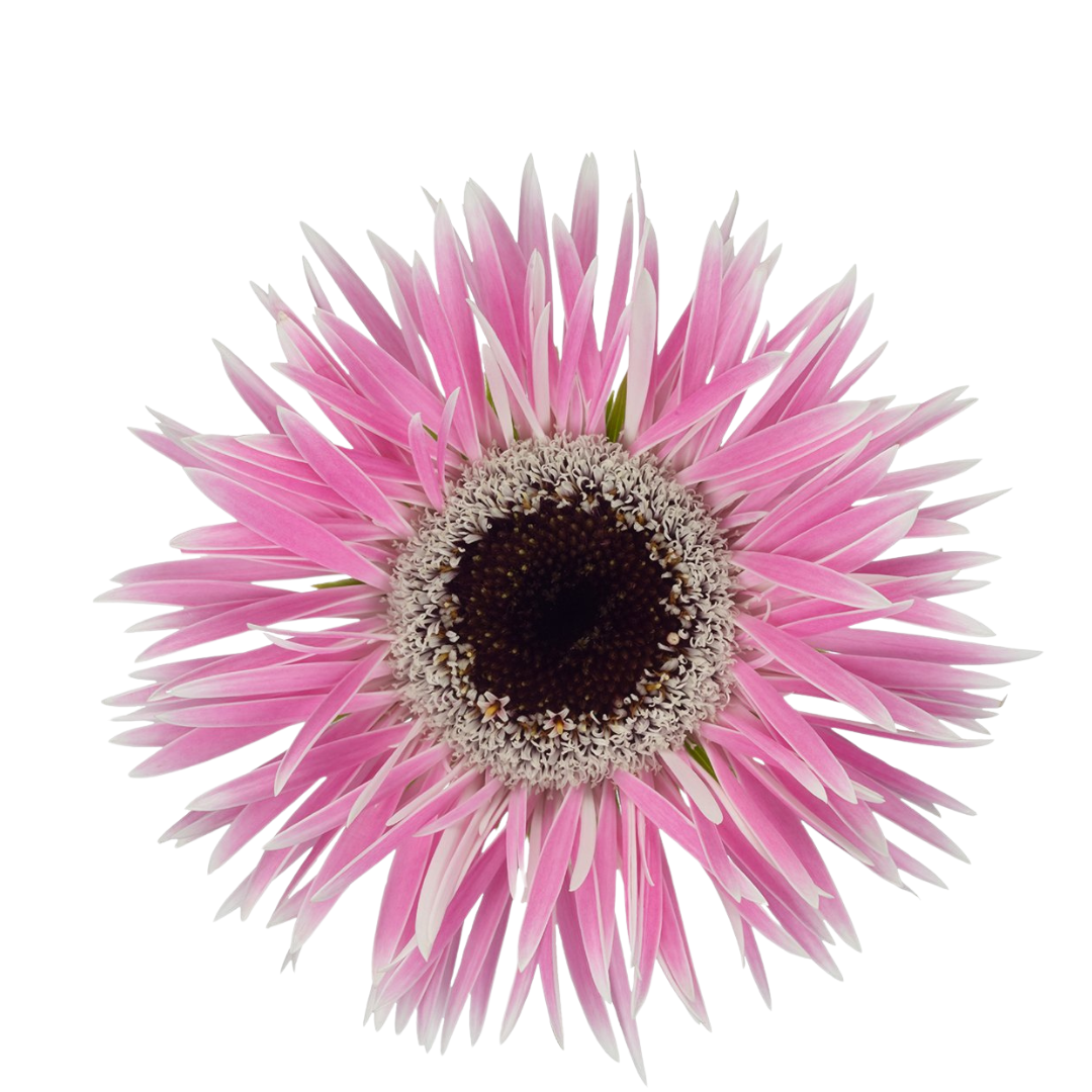 9 Gerbera MS Punki Olinda