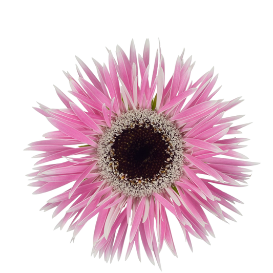 9 Gerbera MS Punki Olinda