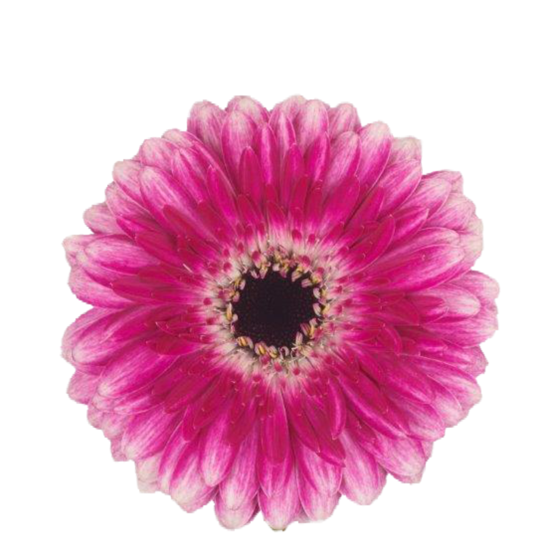 9 Gerbera Mi Odette