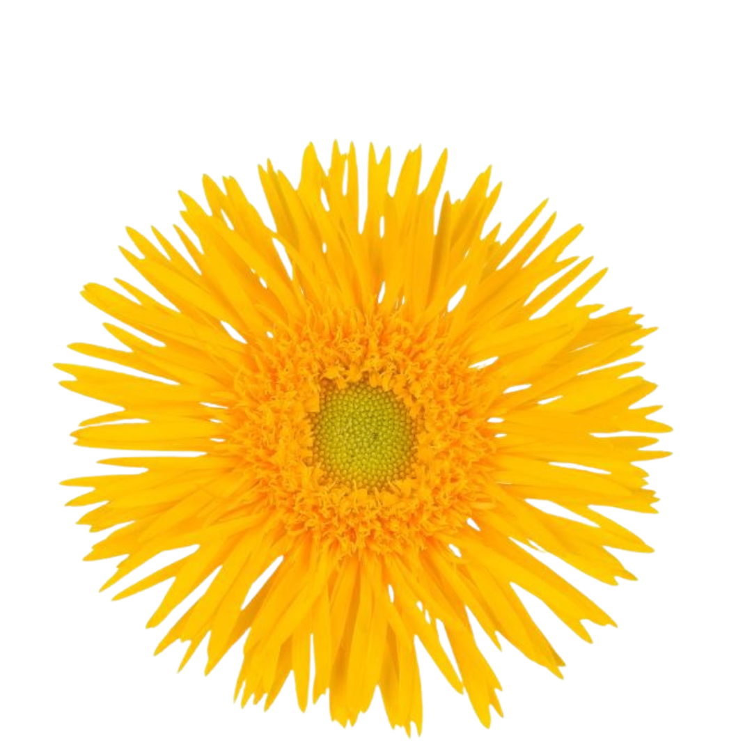 9 Gerbera Ms Gersp Stryker