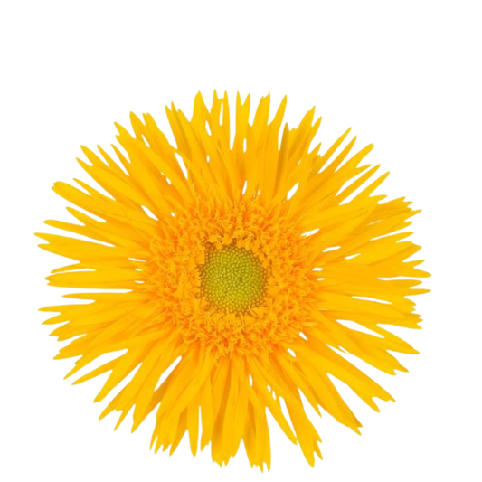 9 Gerbera Ms Gersp Stryker