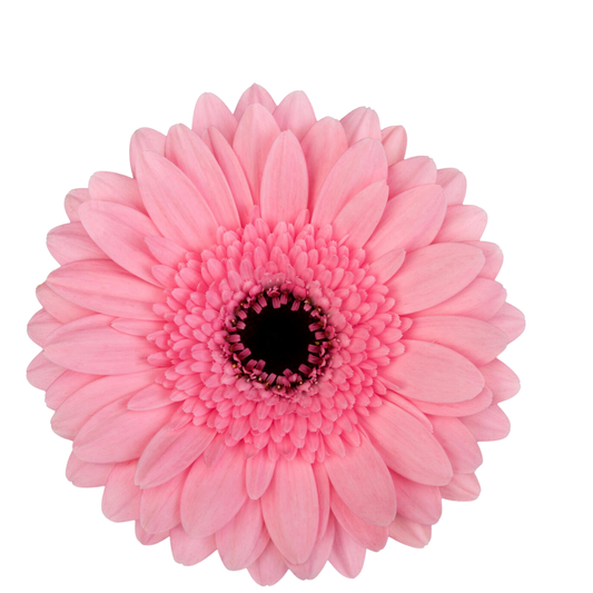 9 Gerbera Mi Maeve