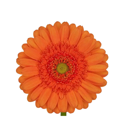 9 Gerbera Mi max