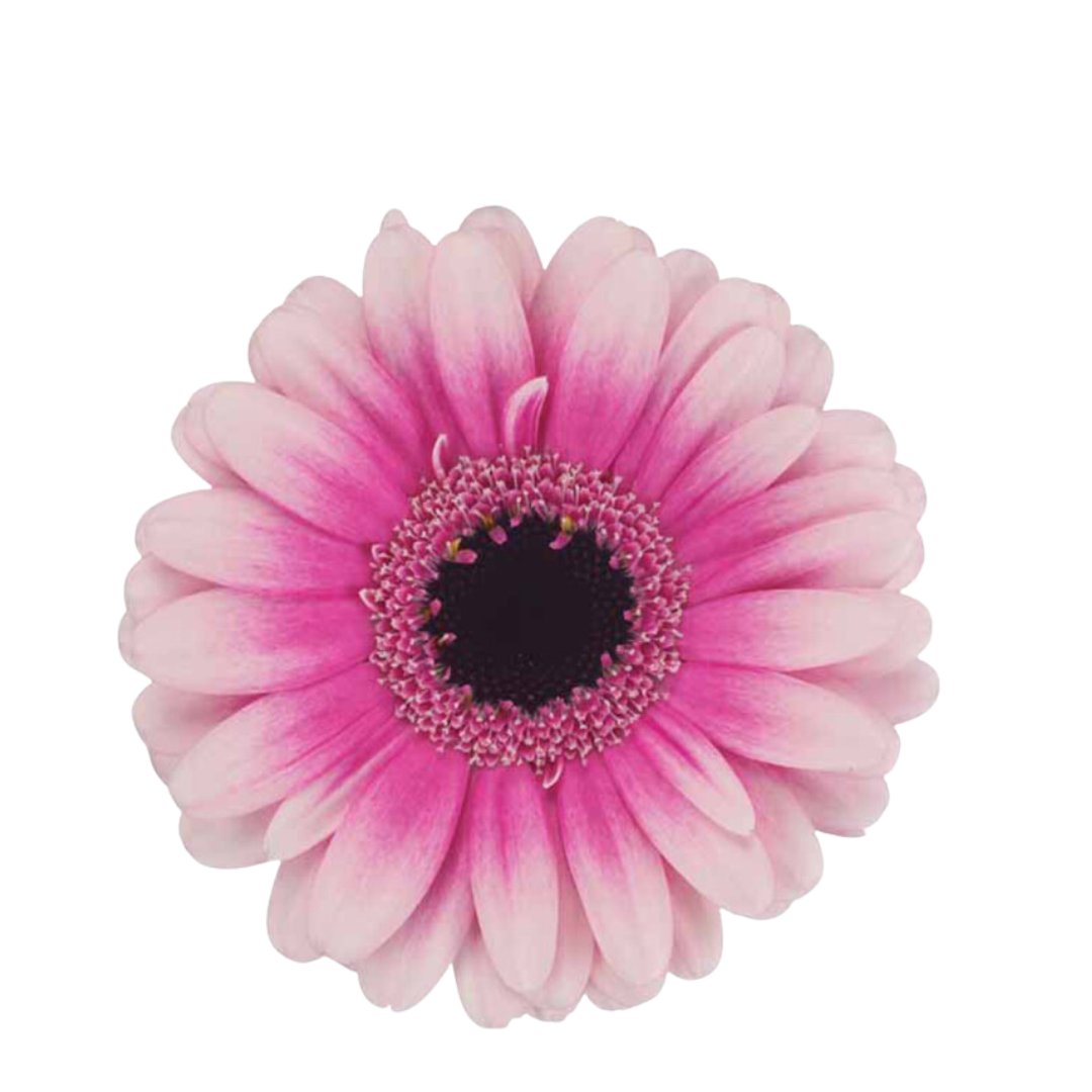 9 Gerbera Mi Leando