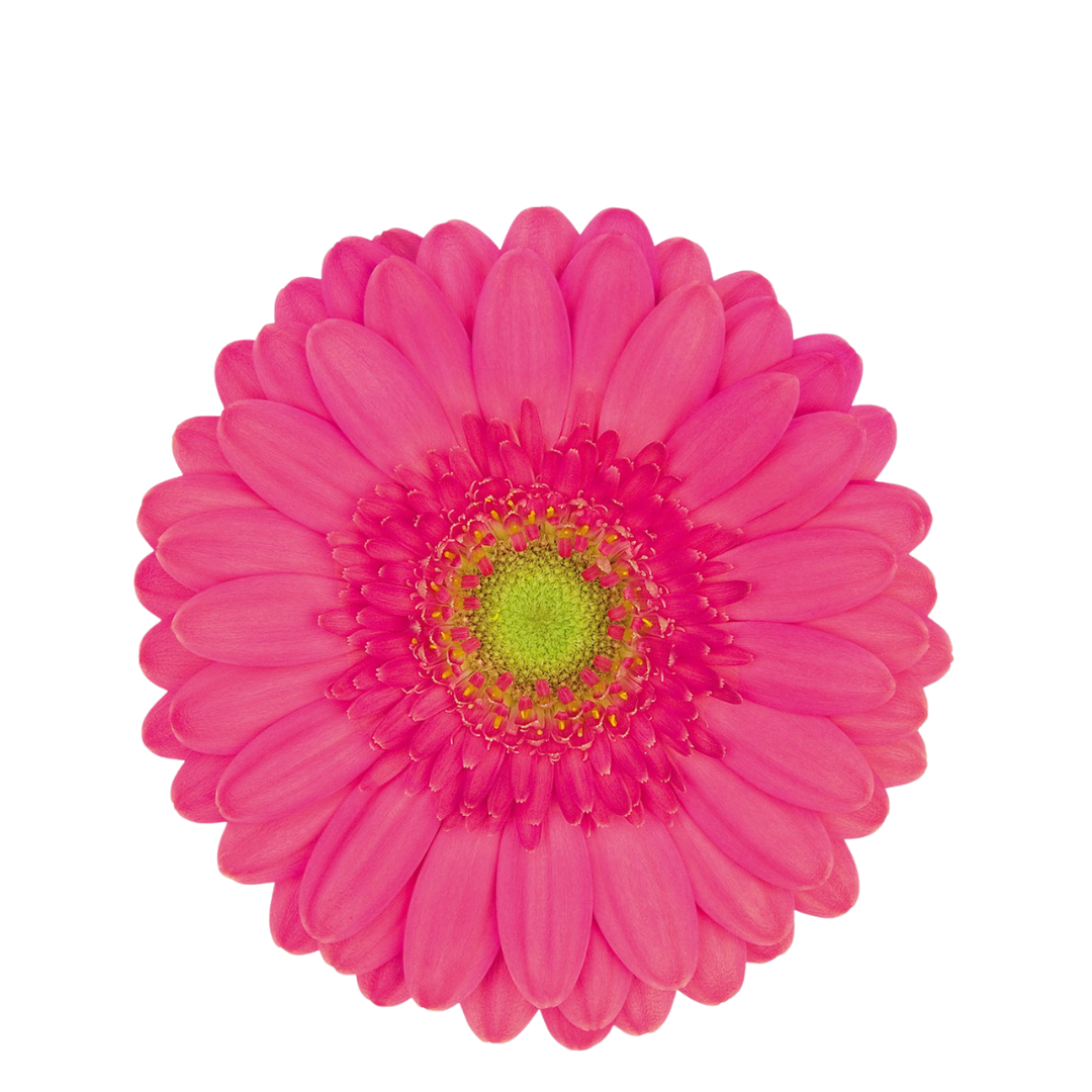 9 Gerbera Mi Scoop