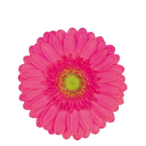 9 Gerbera Mi Scoop