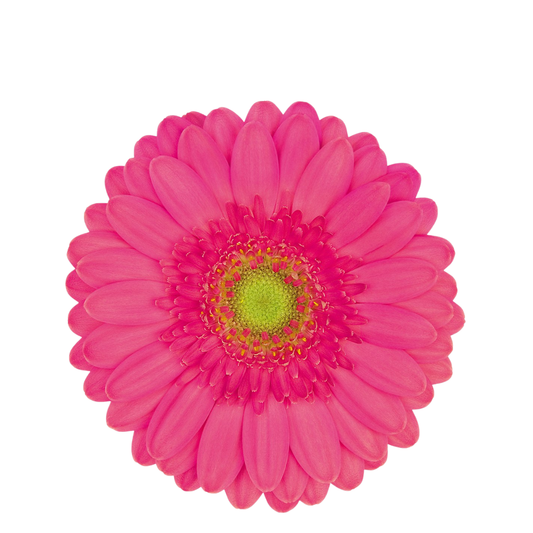 9 Gerbera Mi Scoop