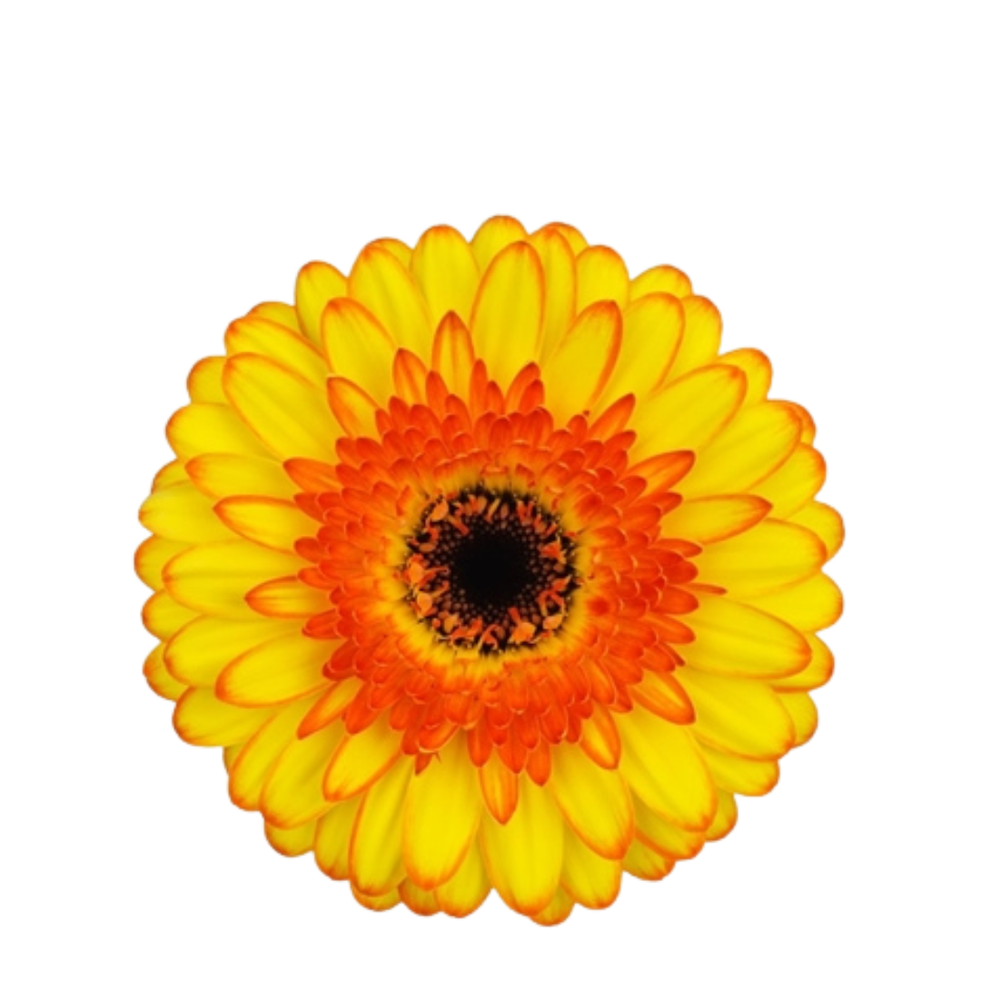 9 Gerbera Mi Barbados