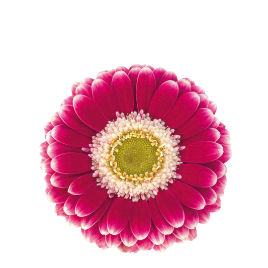 9 Gerbera Mi Casssis