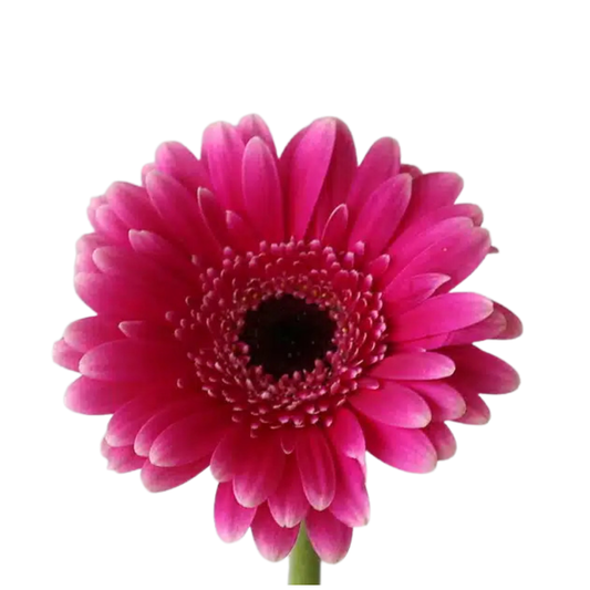 9 Gerbera Mi Design