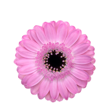 9 Gerbera Mi Bentley