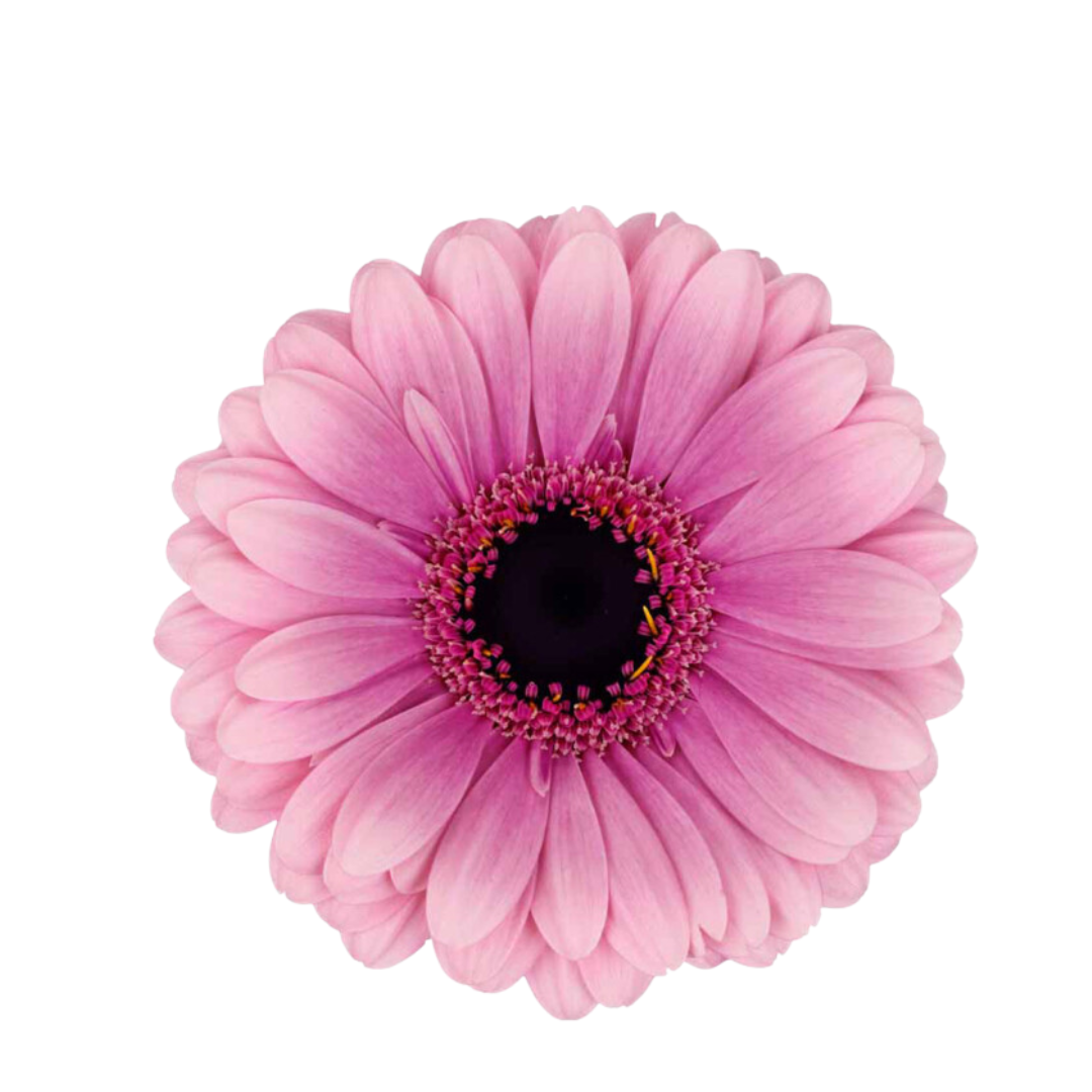 9 Gerbera Mi Esmee