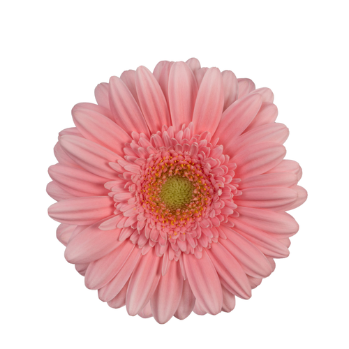 9 Gerbera Mi Mohana+