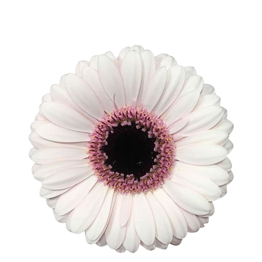 9 Gerbera Mi Abby Loy