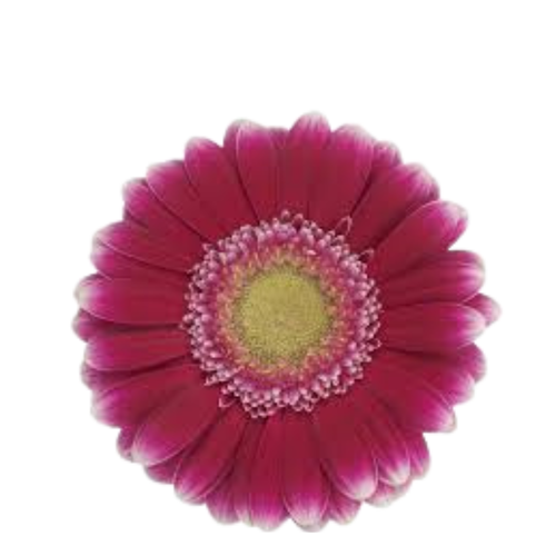 9 Gerbera Mi Josie