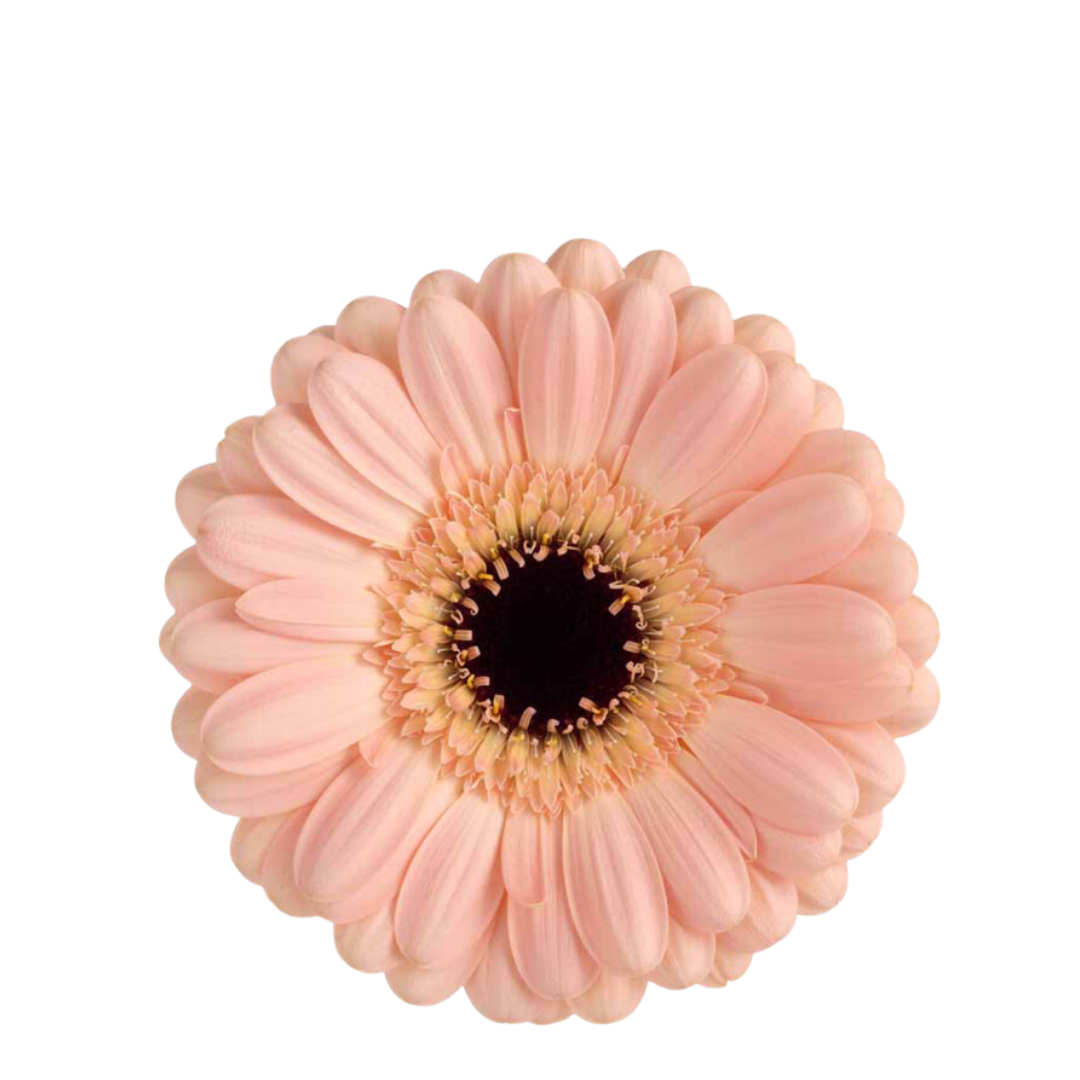 9 Gerbera Mi Espresso