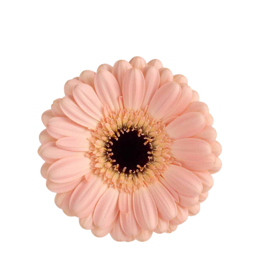 9 Gerbera Mi Espresso