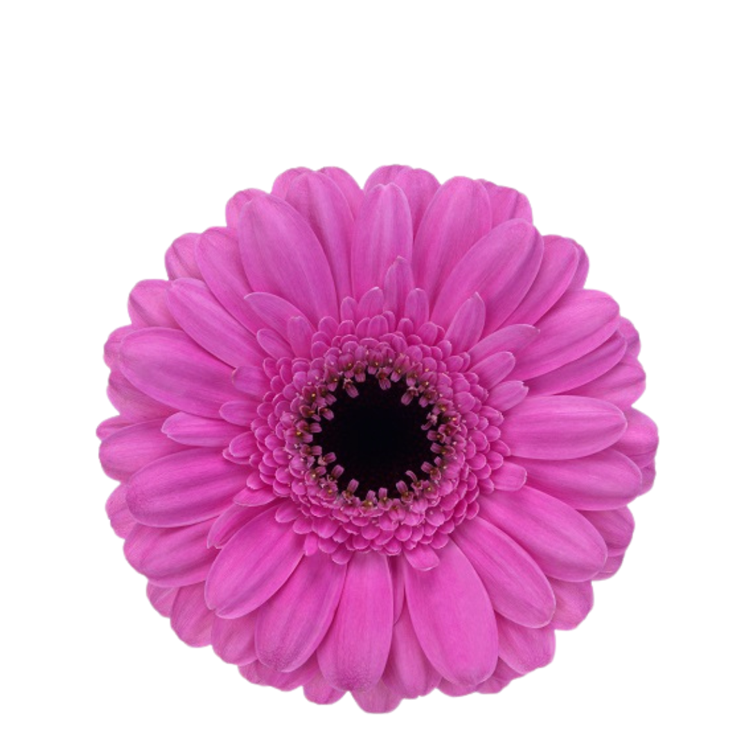 9 Gerbera Mi Dolcetto