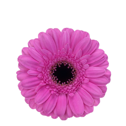 9 Gerbera Mi Dolcetto