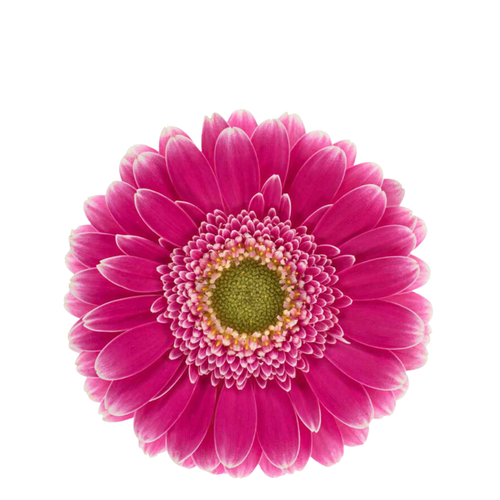 9 Gerbera Mi Wonderwall