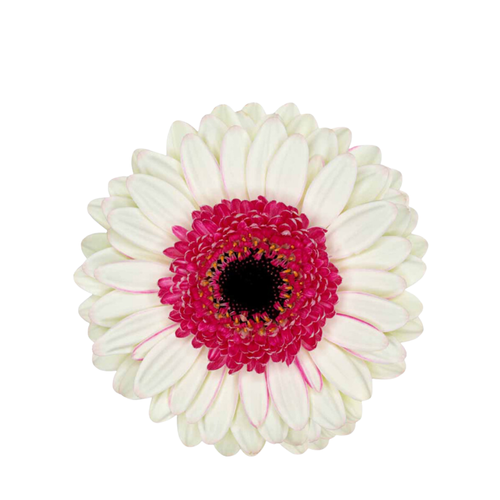 9 Gerbera Mi Double Fun