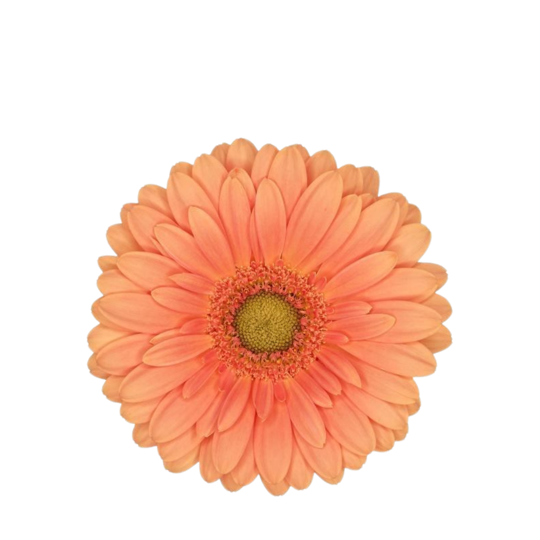 9 Gerbera Mi Cava