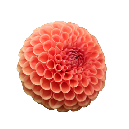 9 Dahlia Cornel Bronze
