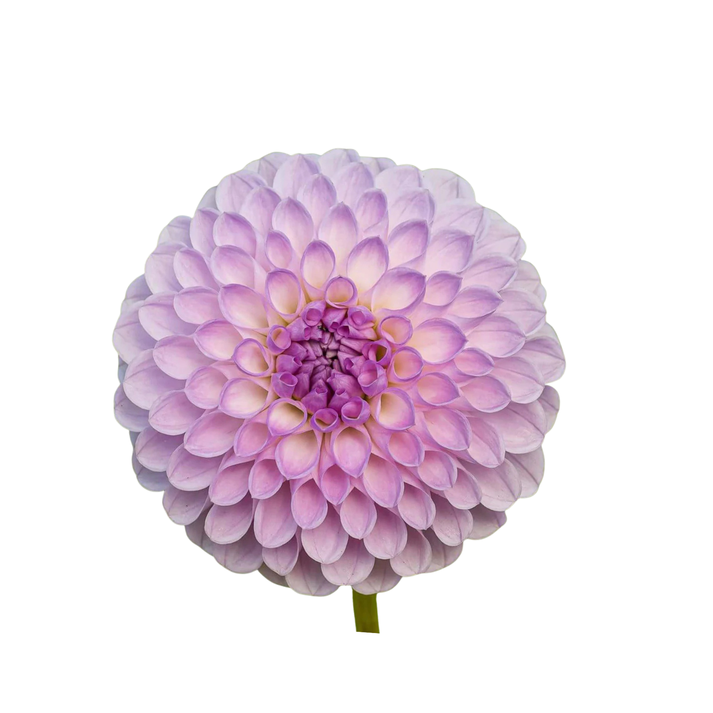 9 Dahlia Ball Genova