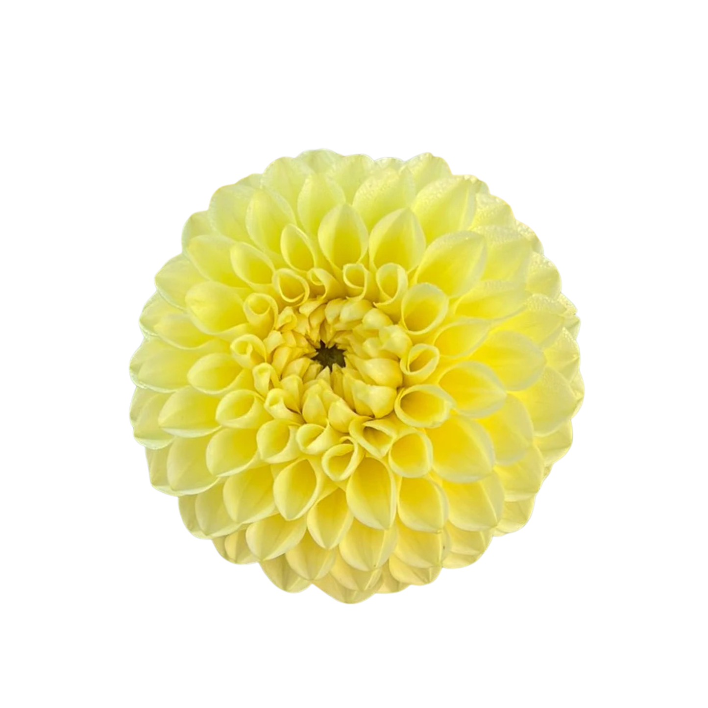 9 Dahlia Banana Baby’