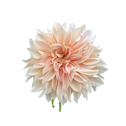 9 Dahlia Café au Lait