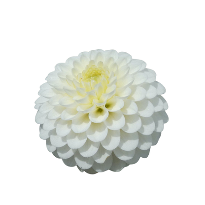 9 Dahlia Caro