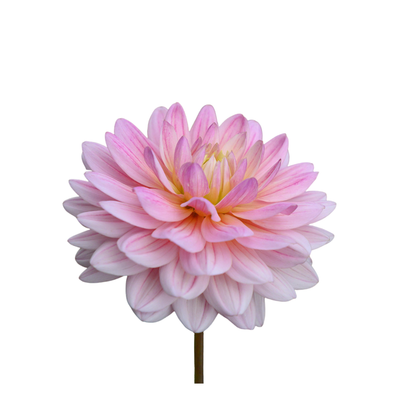 9 Dahlia Pink Magic’