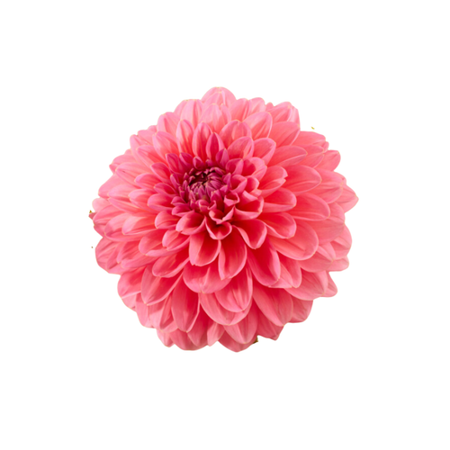 9 Dahlia Pink Runner